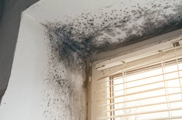 Affordable Mold Removal solutions in Quincy, WA